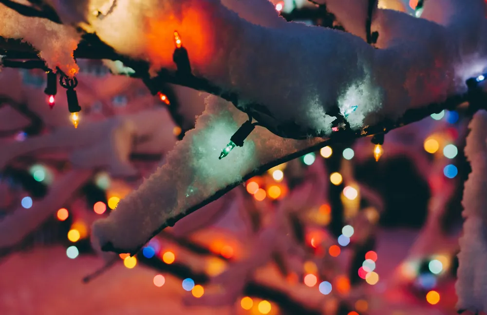 Multicolor Christmas lights glowing on snow-covered branches at night