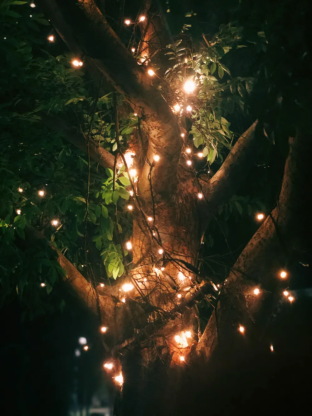 Warm string lights wrapped through a tree, glowing amber against the dark